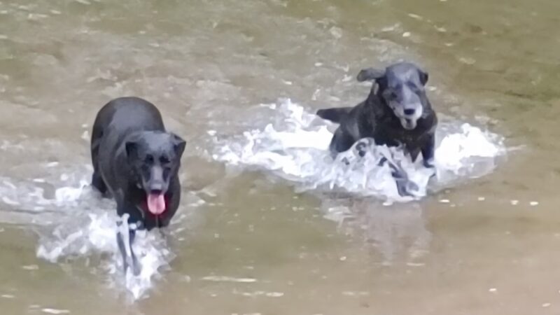 Saul Wildlife Sanctuary - Rose Valley, PA