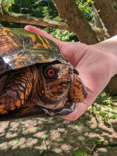 Saul Wildlife Sanctuary - Rose Valley, PA