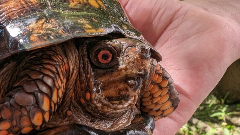 Saul Wildlife Sanctuary - Rose Valley, PA