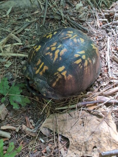 Saul Wildlife Sanctuary - Rose Valley, PA
