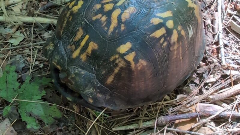 Saul Wildlife Sanctuary - Rose Valley, PA