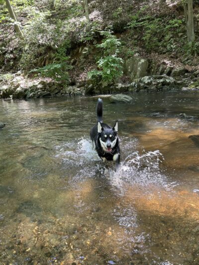 Saul Wildlife Sanctuary - Rose Valley, PA