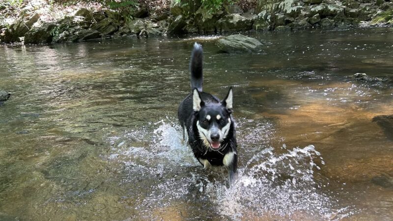 Saul Wildlife Sanctuary - Rose Valley, PA