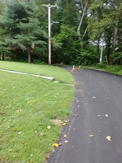 Springfield Trail - Smedley Park Hemlock Road Access Point - Rose Valley, PA