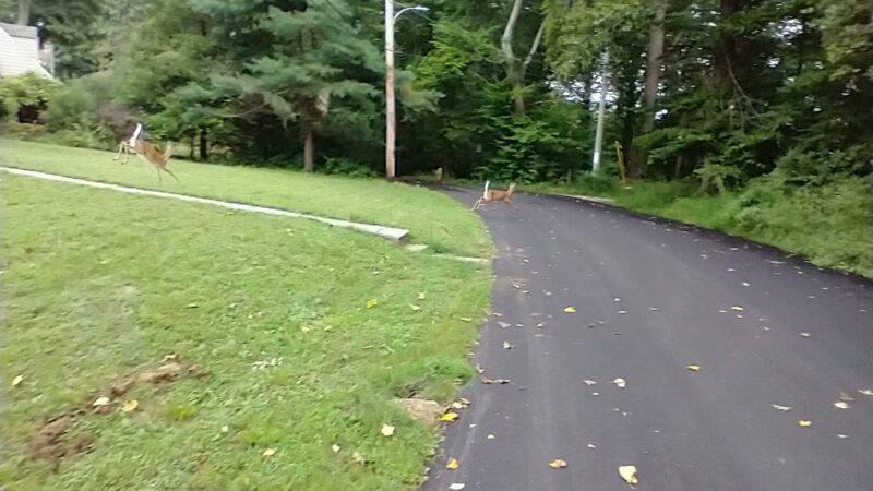 Springfield Trail - Smedley Park Hemlock Road Access Point - Rose Valley, PA