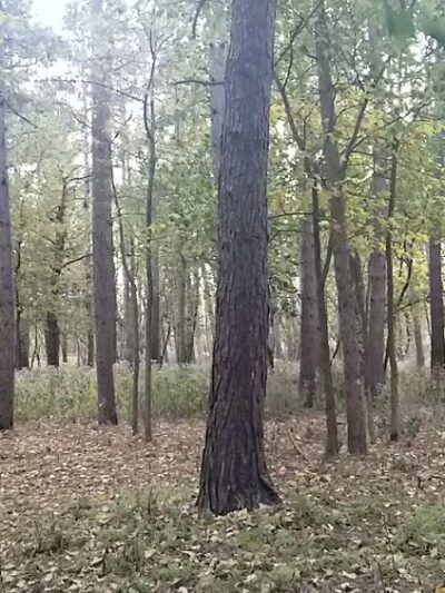 Reservoir Woods Parking & Trailhead - Roseville, MN