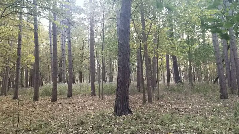 Reservoir Woods Parking & Trailhead - Roseville, MN