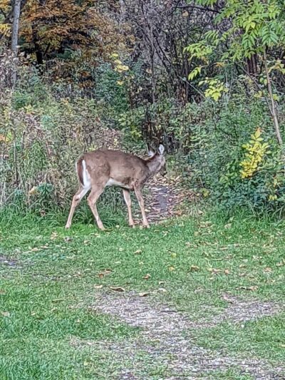 Reservoir Woods Parking & Trailhead - Roseville, MN