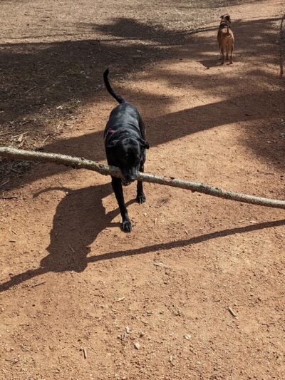 Rothschild Dog Park - Rothschild, WI