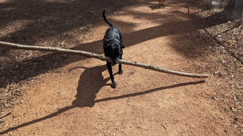 Rothschild Dog Park - Rothschild, WI