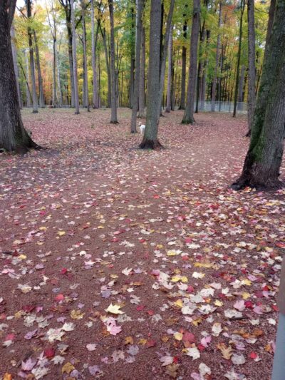 Rothschild Dog Park - Rothschild, WI