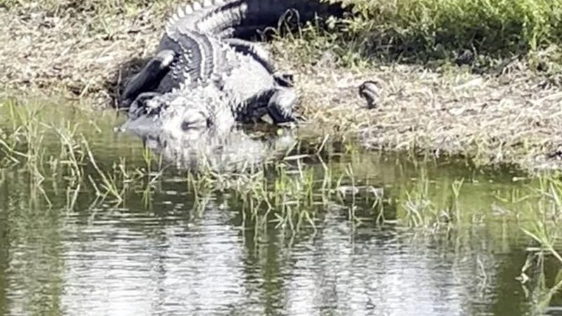 Broadmoor Park - Rotonda West, FL