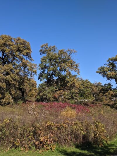 Nippersink Forest Preserve - Round Lake, IL
