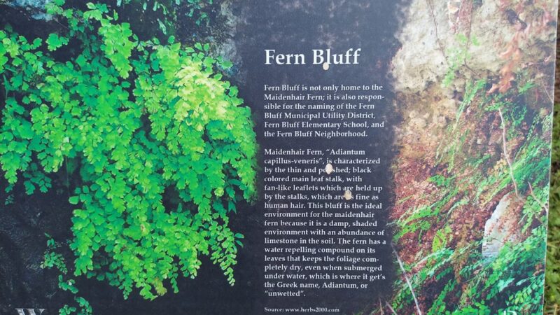 Fern Bluff on Brushy Creek Regional Trail (BCRT) - Round Rock, TX
