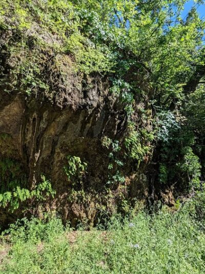 Fern Bluff on Brushy Creek Regional Trail (BCRT) - Round Rock, TX