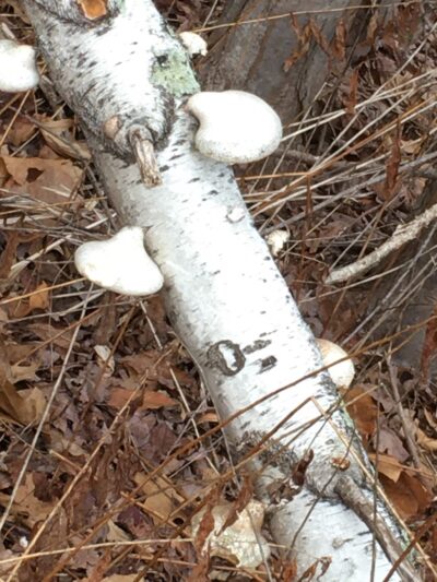 Hurlburt Park - Roxbury, CT