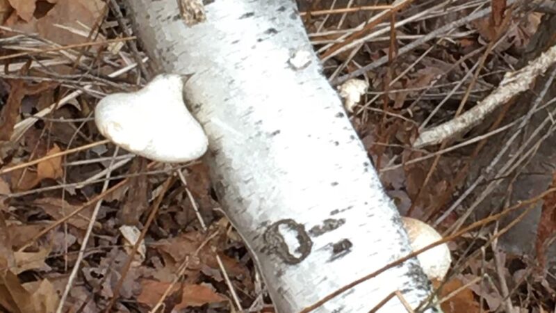 Hurlburt Park - Roxbury, CT