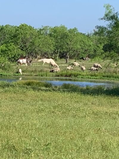 Royse City Rv Park - Royse City, TX