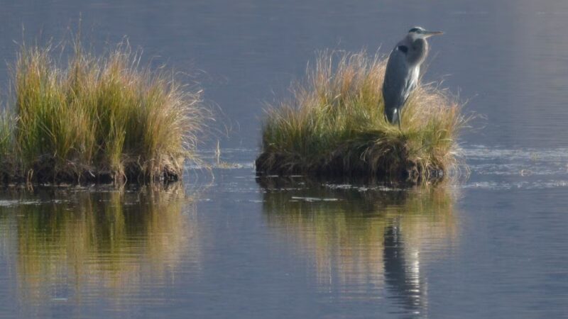 Ruby Lake National Wildlife Refuge - Ruby Valley, NV