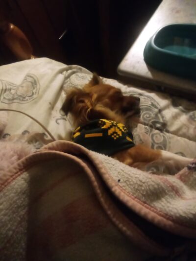 Bailey - Rugby, ND