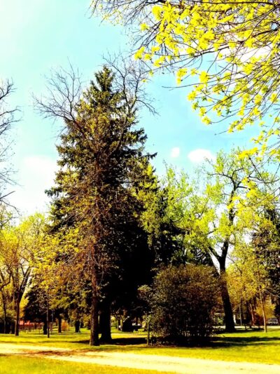Ellery Park - Rugby, ND