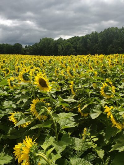 Rush City Park - Rush City, MN