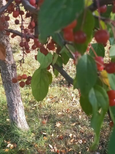 Wildridge Park - Rush City, MN