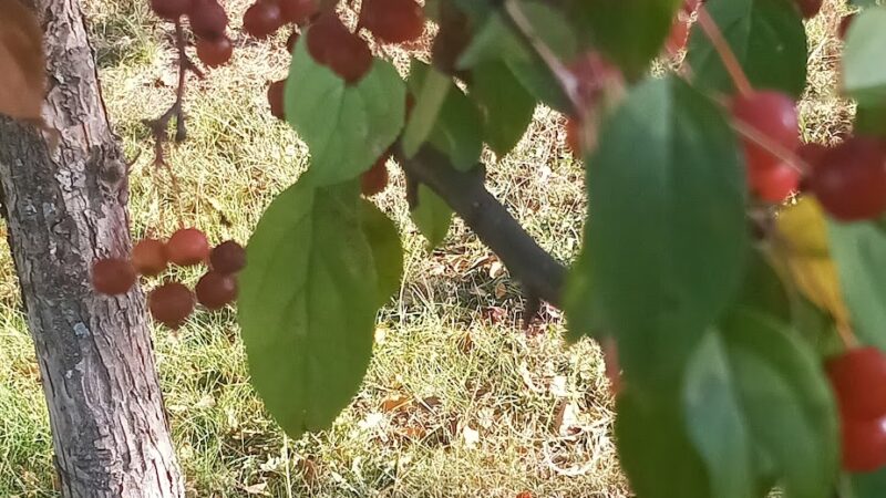 Wildridge Park - Rush City, MN