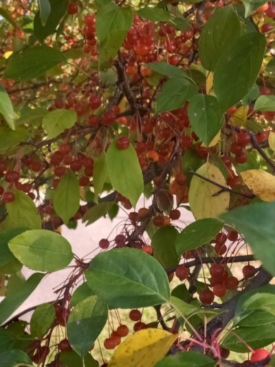 Wildridge Park - Rush City, MN