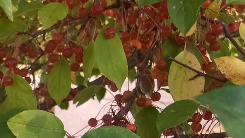 Wildridge Park - Rush City, MN