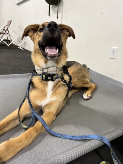 E-DOT LLC - Rush, NY