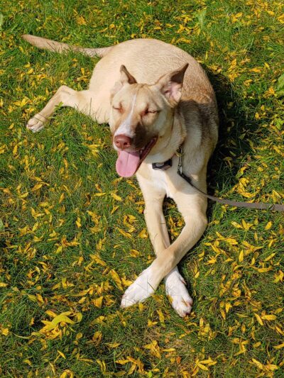 E-DOT LLC - Rush, NY