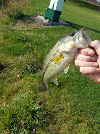 Martin Road Park - Rush, NY