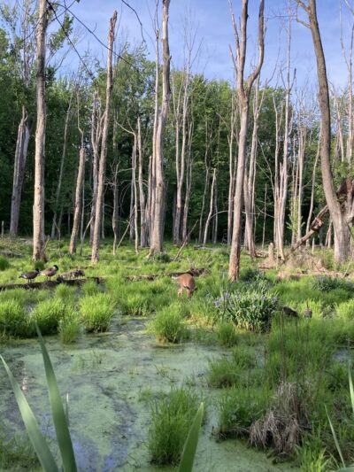 Martin Road Park - Rush, NY