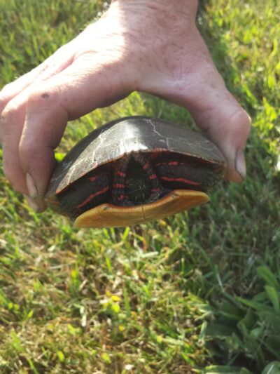 Stonybrook Road Park - Rush, NY