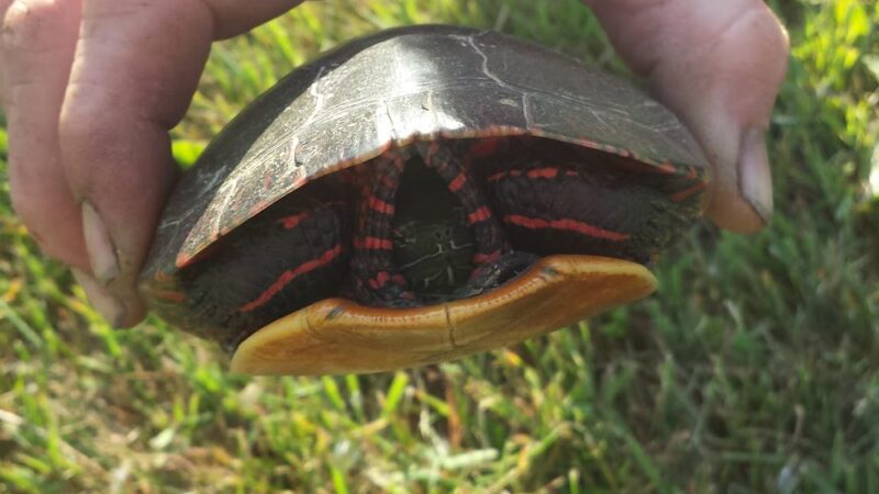 Stonybrook Road Park - Rush, NY