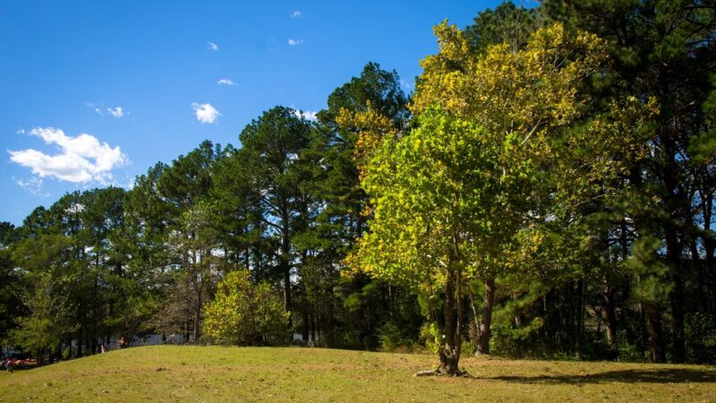 Rusk Park - Rusk, TX