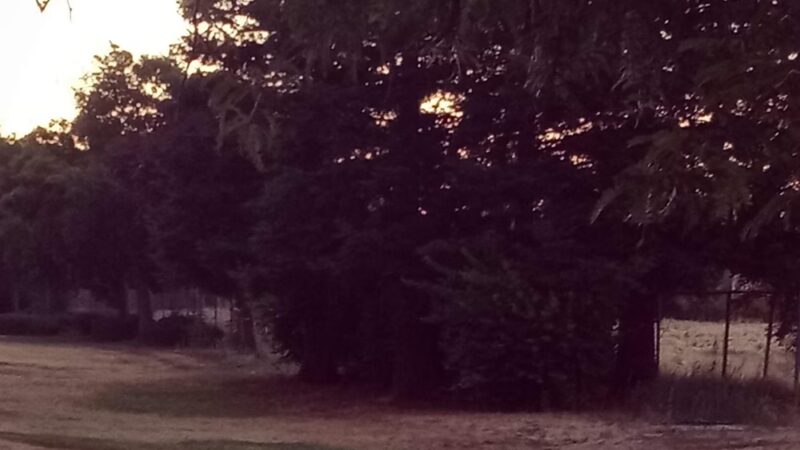 Toby Johnson Park - Sacramento, CA