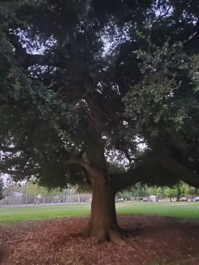 Bohemian Park - Sacramento, CA