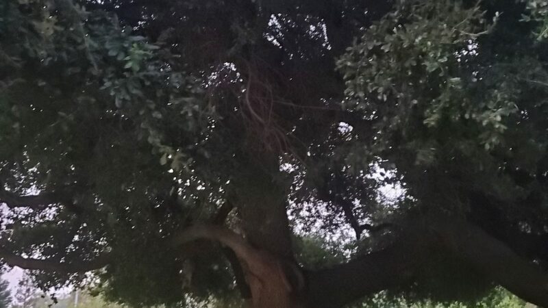 Bohemian Park - Sacramento, CA