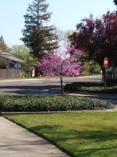 Brittany Park - Sacramento, CA