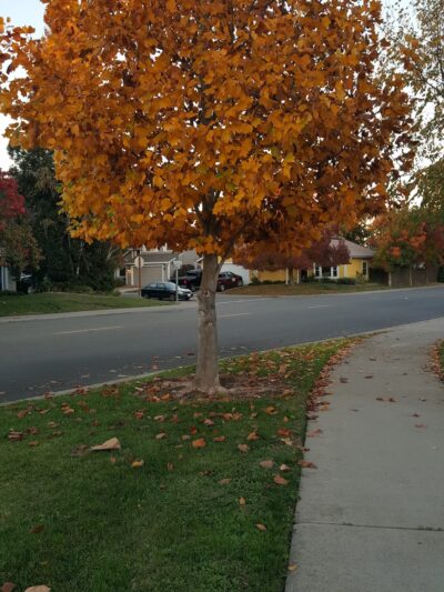 Brittany Park - Sacramento, CA