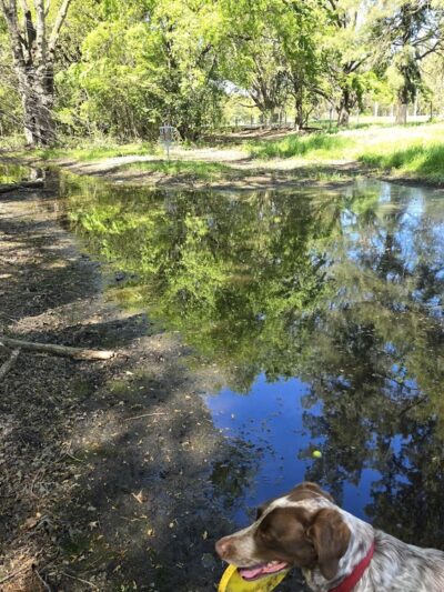Chorley Park Disc Golf Course - Sacramento, CA