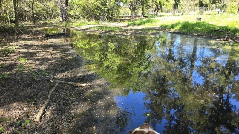 Chorley Park Disc Golf Course - Sacramento, CA