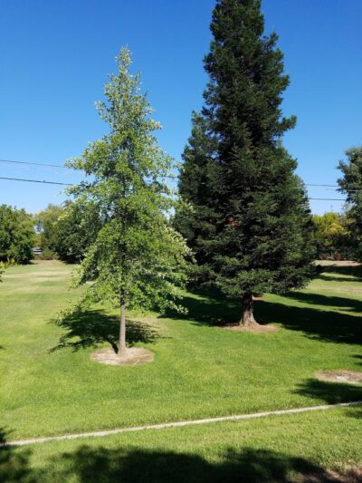 Hazelwood Greens - Sacramento, CA