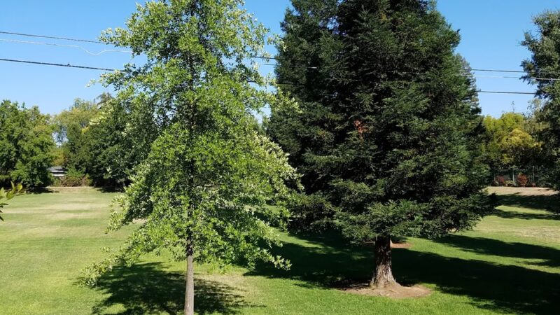 Hazelwood Greens - Sacramento, CA