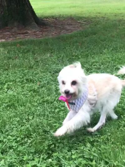 Hazelwood Greens - Sacramento, CA