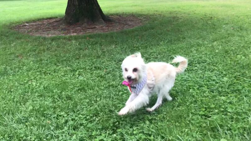 Hazelwood Greens - Sacramento, CA