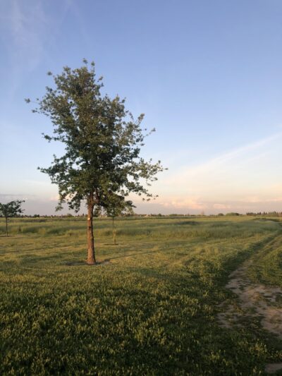 North Natomas Regional Park - Sacramento, CA