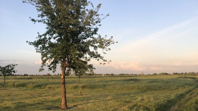 North Natomas Regional Park - Sacramento, CA